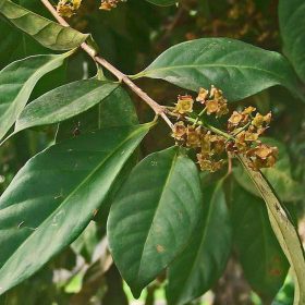 bibit tanaman daun salam bergaransi Sumatra Selatan