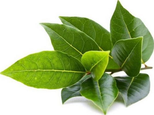 bibit tanaman daun salam Riau