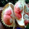 bibit tanaman durian bangkok merah kaki 1 beli 2 bonus 1 bibit anggur Banda Aceh