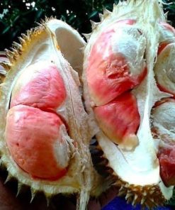 bibit tanaman durian bangkok merah kaki 1 beli 2 bonus 1 bibit anggur Banda Aceh