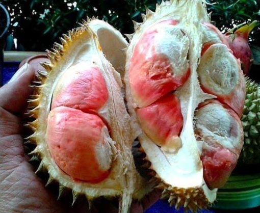 bibit tanaman durian bangkok merah kaki 1 beli 2 bonus 1 bibit anggur Banda Aceh