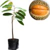 bibit tanaman durian bawor Sumatra Barat