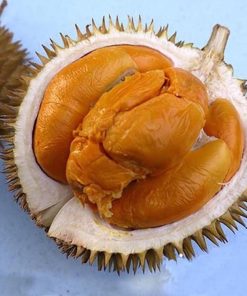 bibit tanaman durian buah durian duri hitam ochee Sulawesi Utara
