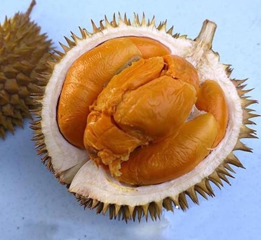 bibit tanaman durian buah durian duri hitam ochee Sulawesi Utara