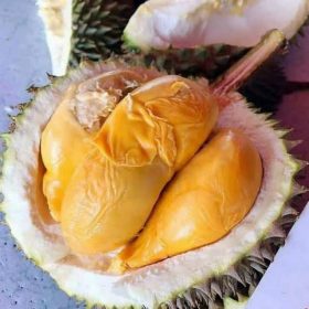 bibit tanaman durian duri hitam kaki 3 Pontianak
