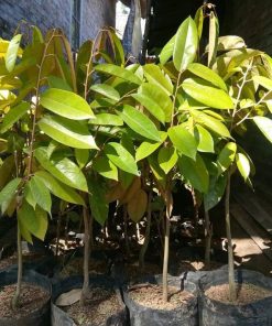 bibit tanaman durian merah unggulan Yogyakarta