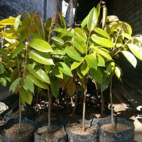 bibit tanaman durian merah unggulan Yogyakarta