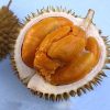 bibit tanaman durian montong Kalimantan Timur