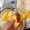 bibit tanaman durian musang king kaki 3 super Jawa Timur