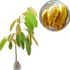 bibit tanaman durian musangking Kalimantan Timur