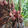 bibit tanaman jahe merah Kalimantan Barat
