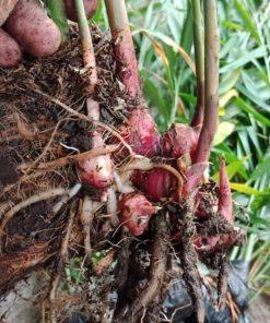 bibit tanaman jahe merah Kalimantan Barat