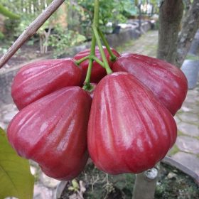 bibit tanaman jambu air dalhari Kotamobagu