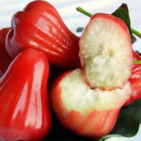 bibit tanaman jambu air red thailand Banda Aceh