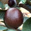 bibit tanaman jambu australia berat 400 gram 1kg muat 3 bibit Sumatra Barat