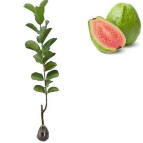 bibit tanaman jambu biji merah Jakarta