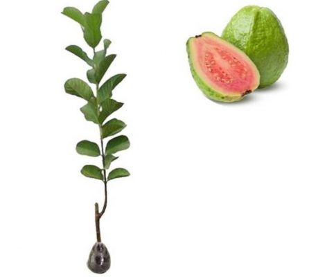 bibit tanaman jambu biji merah Jakarta