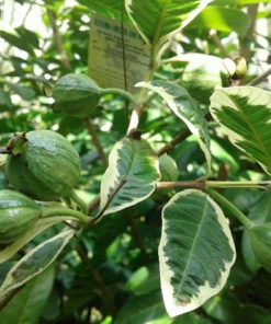 bibit tanaman jambu biji variegata Sukabumi