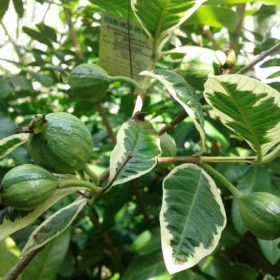 bibit tanaman jambu biji variegata Sukabumi