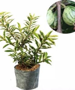 bibit tanaman jambu kerikil variegata Bitung