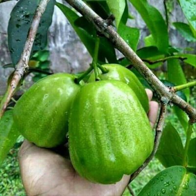 bibit tanaman jambu kiojok asal Solok
