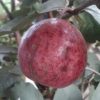 bibit tanaman jambu merah australi Yogyakarta