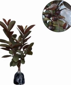 bibit tanaman jambu merah australia Lhokseumawe