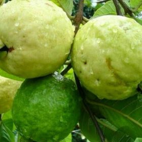 bibit tanaman jambu sukun putih cangkok Sawahlunto