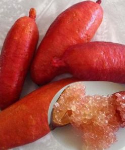 bibit tanaman jeruk jari finger lime Jakarta