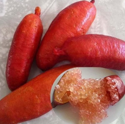bibit tanaman jeruk jari finger lime Jakarta