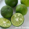 bibit tanaman jeruk limau jeruk sambel okulasi Sukabumi