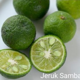 bibit tanaman jeruk limau jeruk sambel okulasi Sukabumi