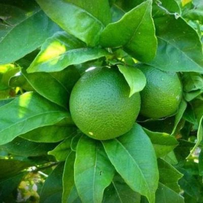 bibit tanaman jeruk nipis Padangpanjang