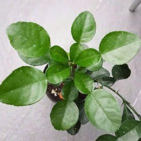 bibit tanaman jeruk purut Kalimantan Selatan