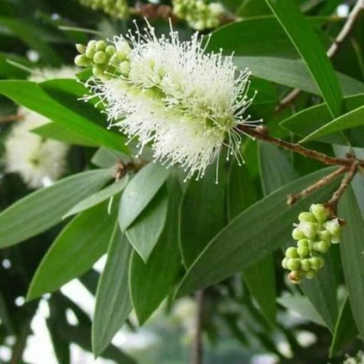 bibit tanaman kayu putih eucalyptus bibit kayu putih bibit pohon kayu putih Jawa Barat