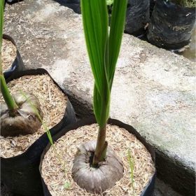 bibit tanaman kelapa gading cepat berbuah Kalimantan Timur