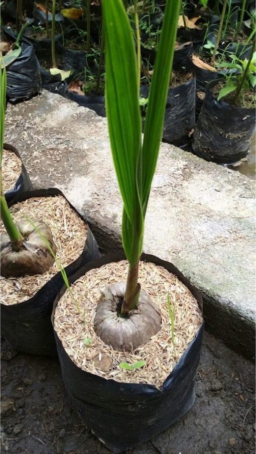 bibit tanaman kelapa gading cepat berbuah Kalimantan Timur