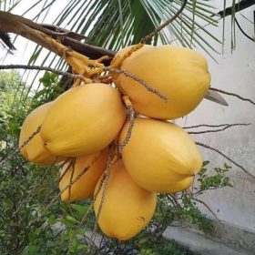 bibit tanaman kelapa gading kuning Daerah Istimewa Yogyakarta