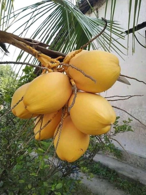bibit tanaman kelapa gading kuning Daerah Istimewa Yogyakarta