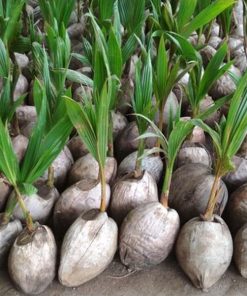 bibit tanaman kelapa genjah entok Cimahi