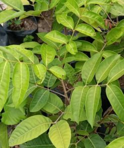 bibit tanaman kelengkeng aroma durian hasil okulasi cepat berbuah Jawa Timur