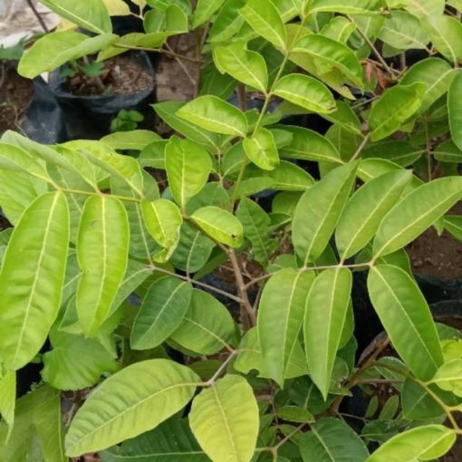 bibit tanaman kelengkeng aroma durian hasil okulasi cepat berbuah Jawa Timur