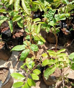 bibit tanaman kelengkeng aroma durian kondisi berbunga termurah Sumatra Utara