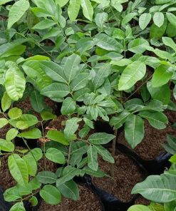 bibit tanaman kelengkeng matalada hasil stek okulasi cepat berbuah Kalimantan Timur