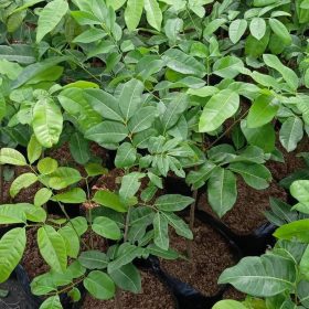 bibit tanaman kelengkeng matalada hasil stek okulasi cepat berbuah Kalimantan Timur