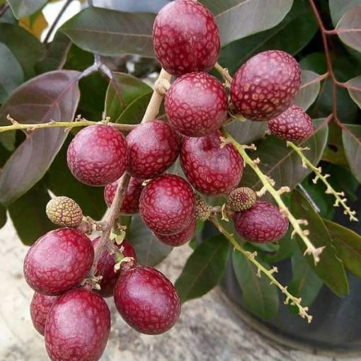bibit tanaman kelengkeng merah Kalimantan Tengah