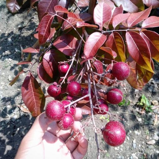 bibit tanaman kelengkeng merah ruby longan 40 60cm Tomohon