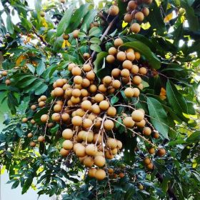 bibit tanaman klengkeng kateki new kristal Kalimantan Tengah