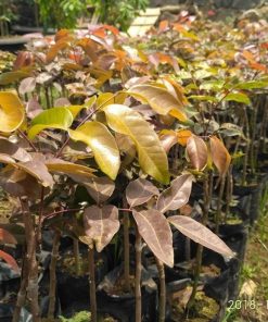 bibit tanaman klengkeng merah super cepat berbuah Jawa Barat