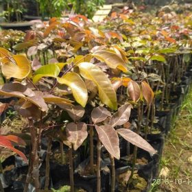 bibit tanaman klengkeng merah super cepat berbuah Jawa Barat